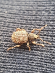 Otiorhynchus crataegi