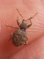 Otiorhynchus crataegi
