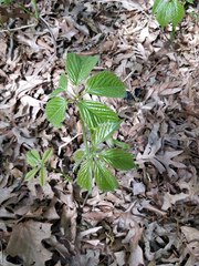 Parthenocissus quinquefolia