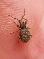 Otiorhynchus crataegi