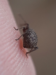 Otiorhynchus crataegi