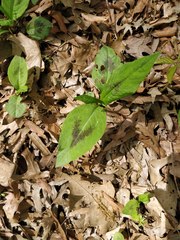 Persicaria virginiana