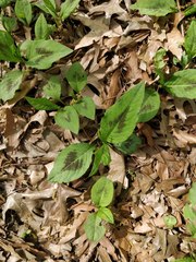 Persicaria virginiana