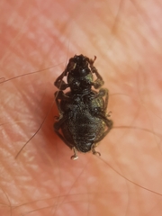 Otiorhynchus crataegi