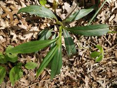 Magnoliopsida