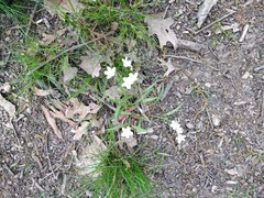 Claytonia virginica