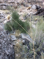 Cirsium mohavense