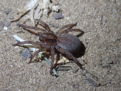Trochosa terricola