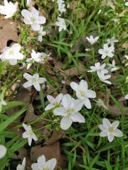 Claytonia virginica