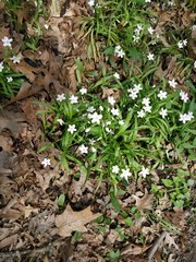 Claytonia virginica