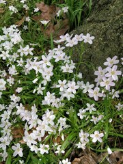 Claytonia virginica