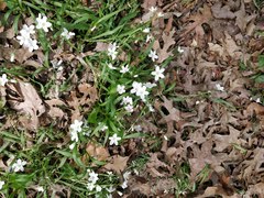 Claytonia virginica