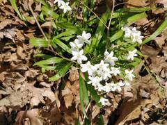 Claytonia virginica