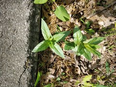 Magnoliopsida