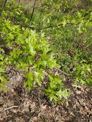 Quercus