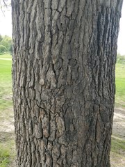 Magnoliopsida