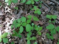 Impatiens capensis