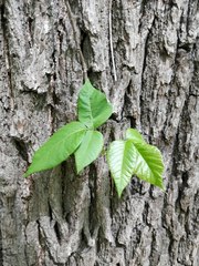 Toxicodendron radicans