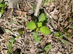 Impatiens capensis