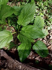 Symplocarpus foetidus