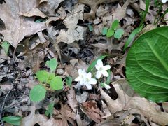 Claytonia virginica