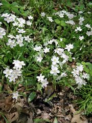 Claytonia virginica