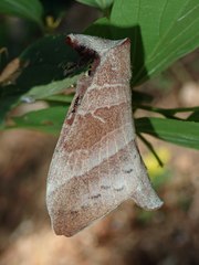 Metanastria gemella