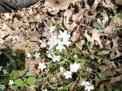 Claytonia virginica