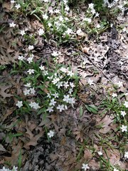Claytonia virginica