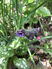 Pulmonaria officinalis