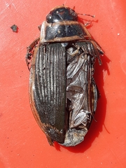 Dytiscus marginalis