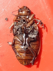 Dytiscus marginalis
