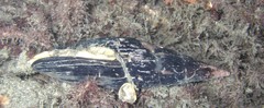 Isara carbonaria