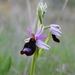Ophrys bertolonii - Photo (c) Giacomo Assandri, μερικά δικαιώματα διατηρούνται (CC BY-NC), uploaded by Giacomo Assandri