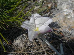 Convolvulus lanuginosus