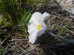 Convolvulus lanuginosus