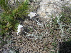 Convolvulus lanuginosus