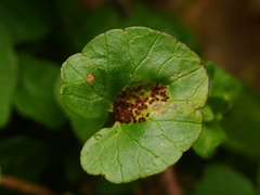 Uromyces ficariae