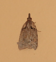 Xenothictis sciaphila