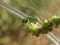 Coniatus splendidulus