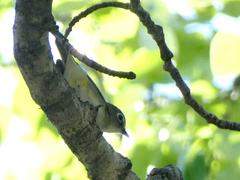 Vireo cassinii
