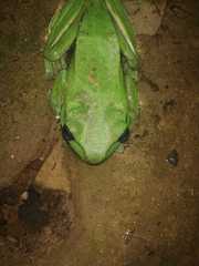 Zhangixalus smaragdinus