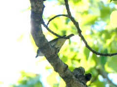 Vireo cassinii