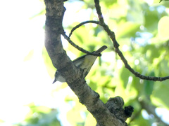 Vireo cassinii