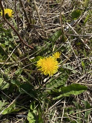 Taraxacum officinale
