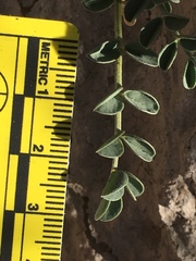 Astragalus crotalariae