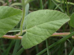 Convolvulus betonicifolius