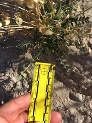 Astragalus crotalariae