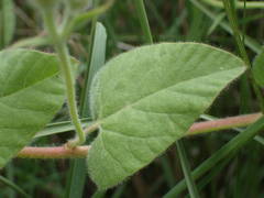 Convolvulus betonicifolius