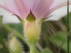 Convolvulus betonicifolius